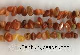 CAA3807 15.5 inches 8*12mm - 10*14mm chips red agate beads wholesale