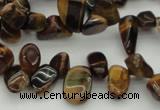 CCH638 15.5 inches 6*8mm - 10*14mm yellow tiger eye chips beads