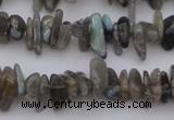 CCH646 15.5 inches 4*10mm - 6*14mm labradorite chips beads