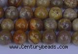 CFC201 15.5 inches 6mm round fossil coral beads wholesale