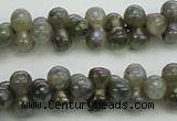 CLB630 15.5 inches 4*9mm bone AB-color labradorite beads