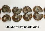 CMM10 15.5 inches 30*40mm - 35*45mm carved ammonite gemstone beads